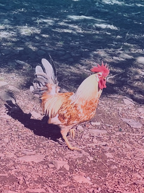 Header of auburnhairjolene