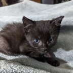 fosterkittens profile picture