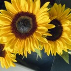 lozjones (Lauren) OnlyFans Leaks 

 profile picture