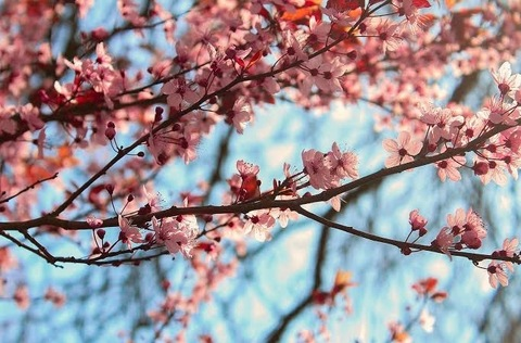 Header of pinkblossombabe